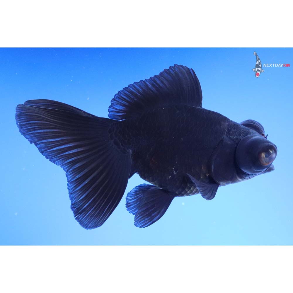 5” Imported Black Telescope Fantail