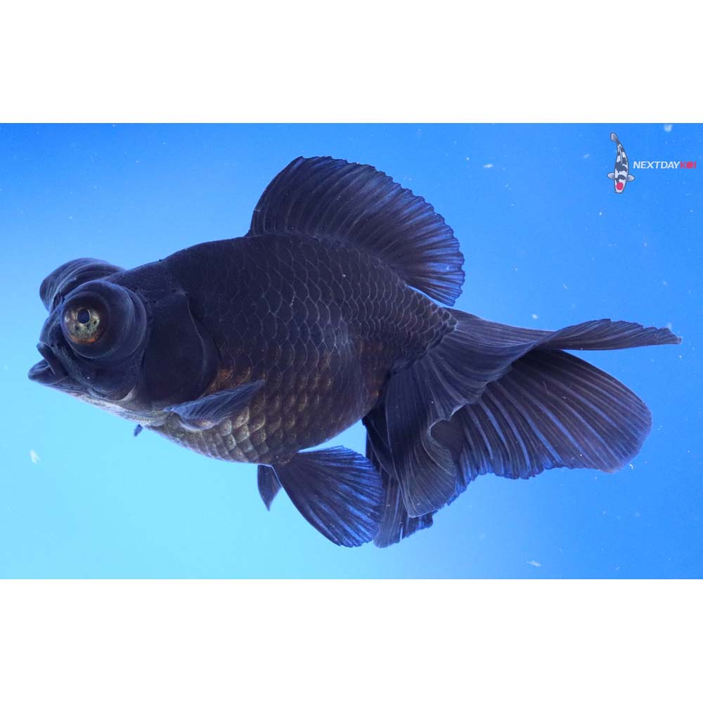 5” Imported Black Telescope Fantail