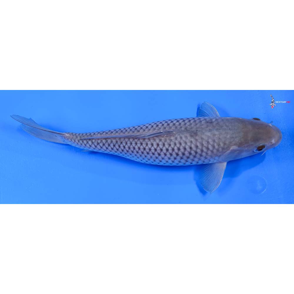 10” Imported Soragoi