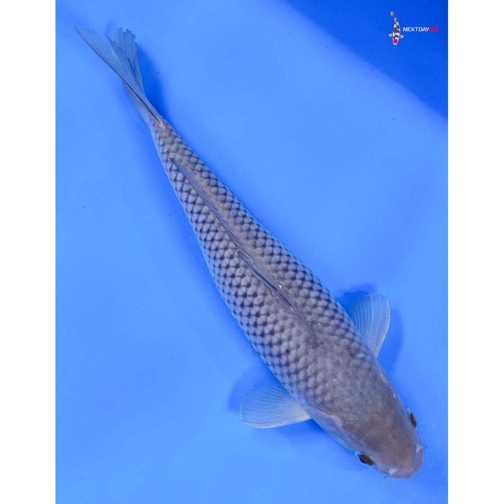 10” Imported Soragoi