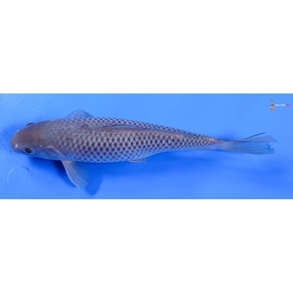 10” Imported Soragoi