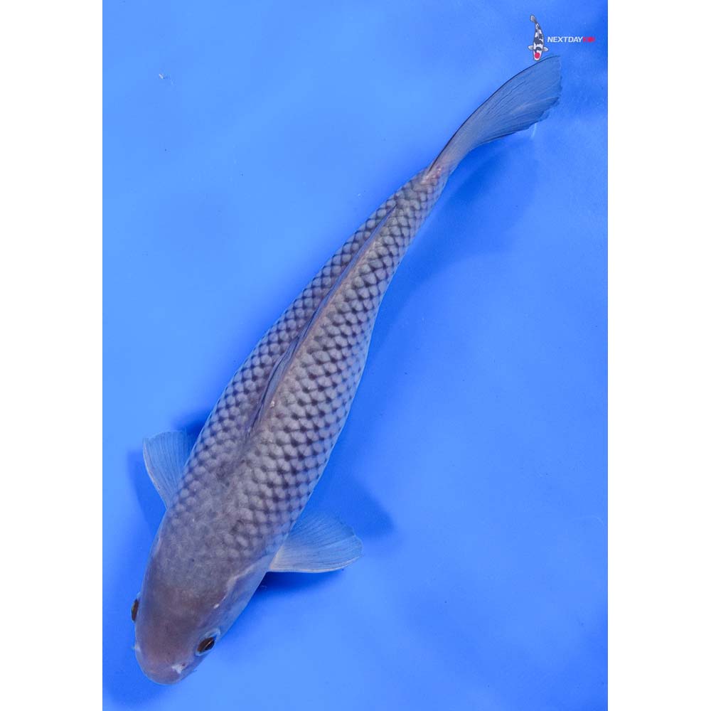 10” Imported Soragoi