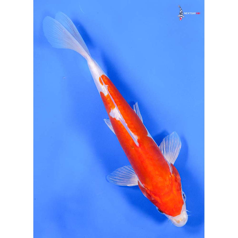 9” Imported Kikusui