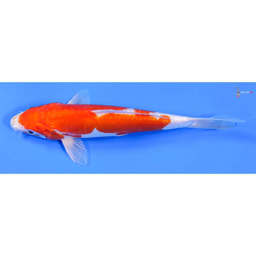 9” Imported Kikusui