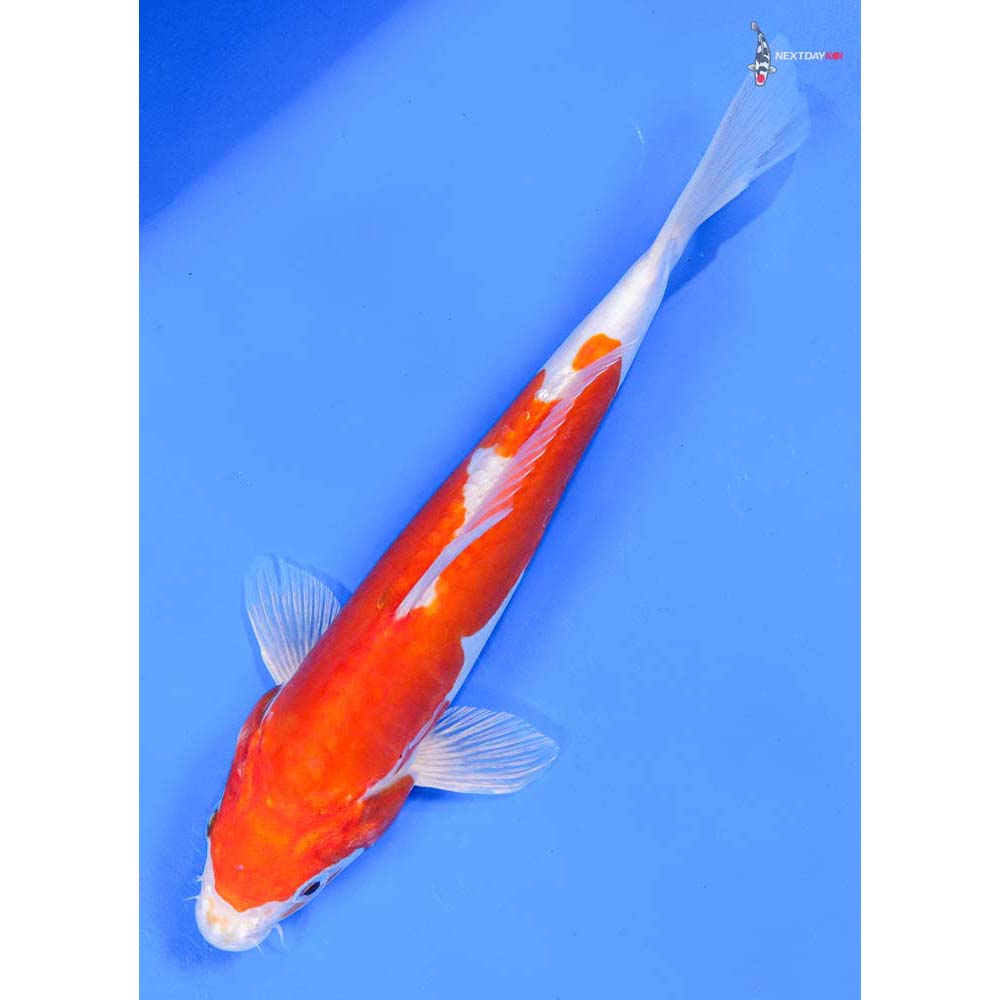 9” Imported Kikusui