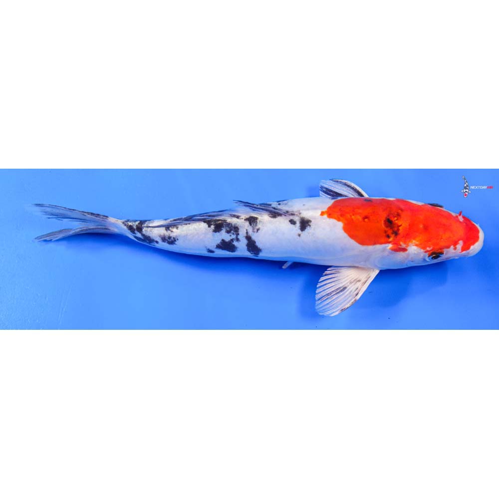 9” Imported Heisei Nishiki