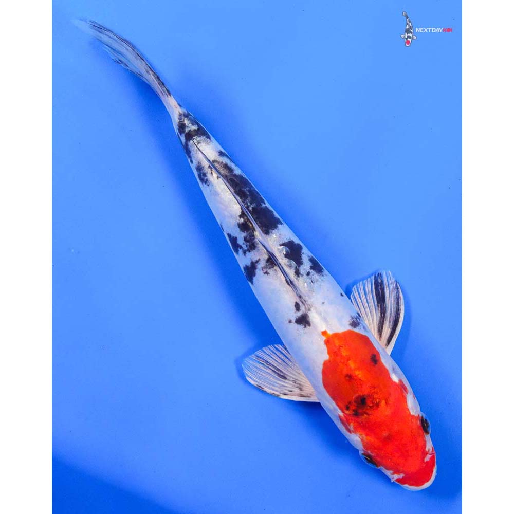 9” Imported Heisei Nishiki