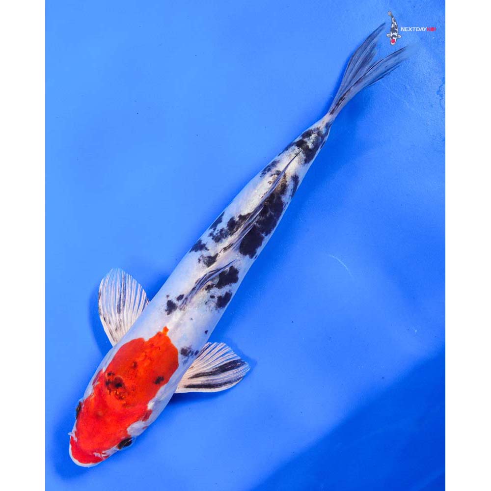 9” Imported Heisei Nishiki