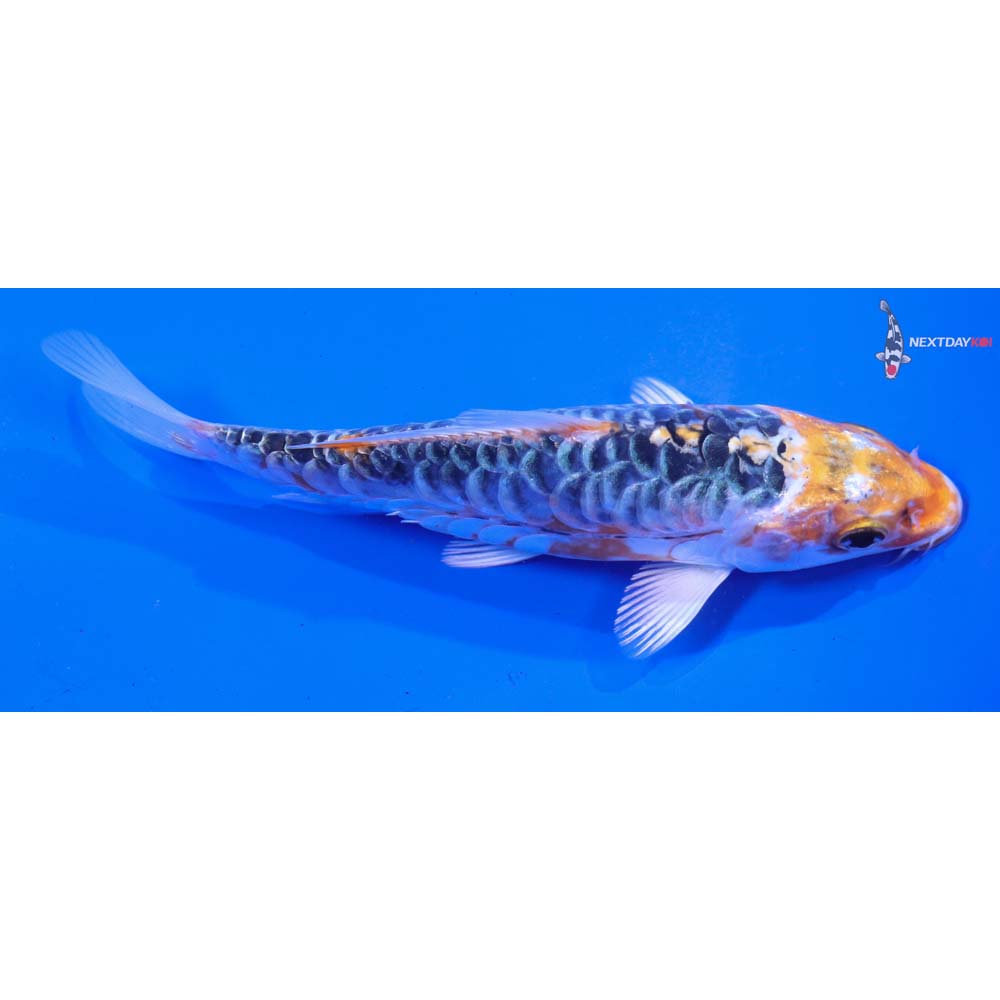 5.5” Imported Armor Scaled Kujaku