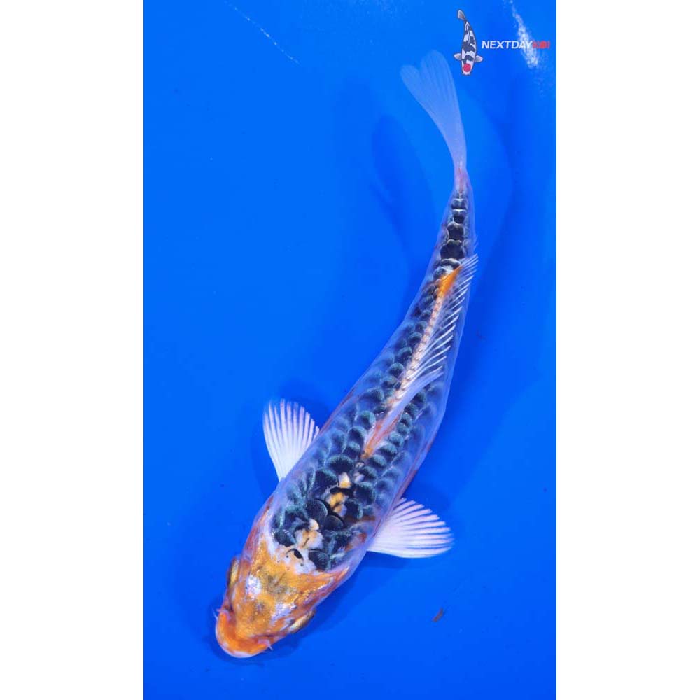 5.5” Imported Armor Scaled Kujaku