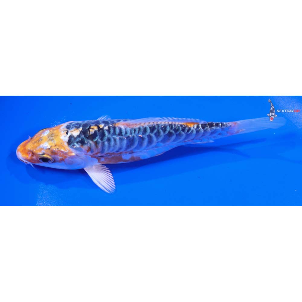 5.5” Imported Armor Scaled Kujaku