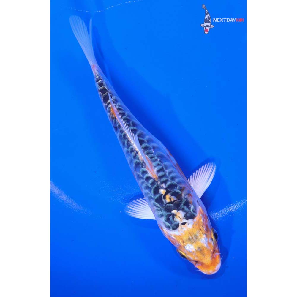 5.5” Imported Armor Scaled Kujaku