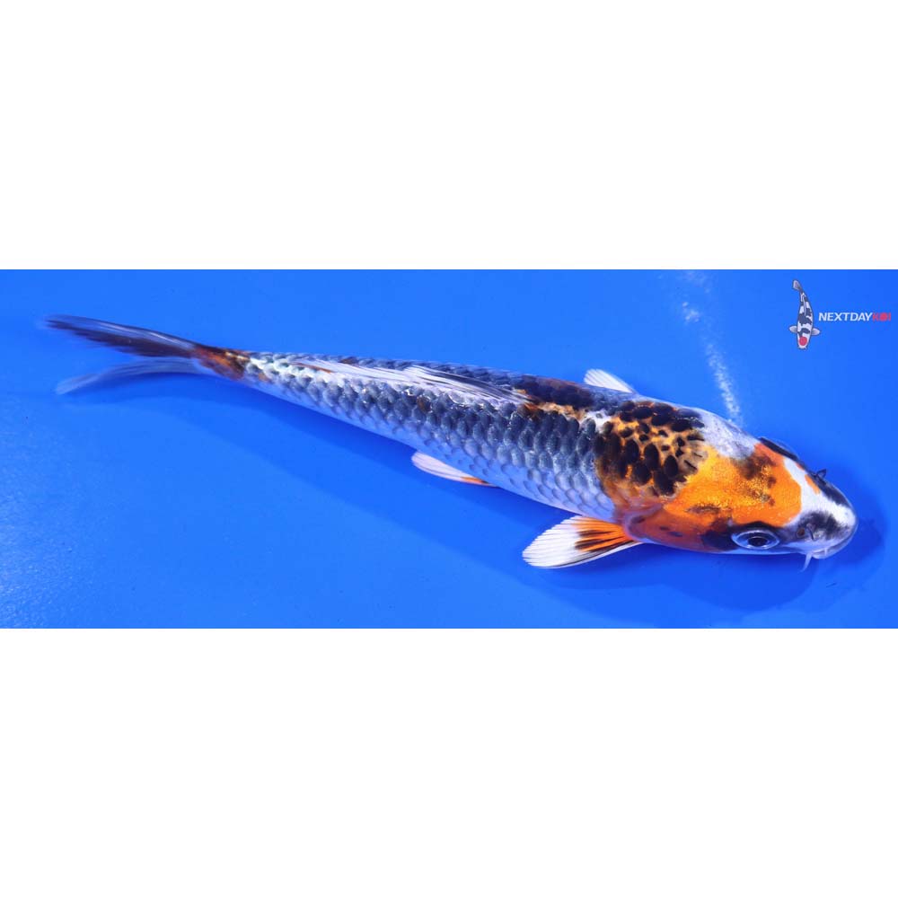 6” Imported Kujaku