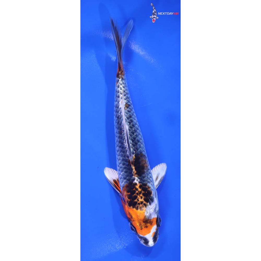 6” Imported Kujaku