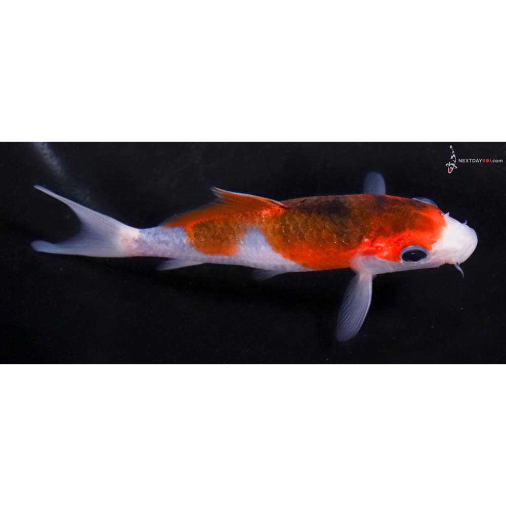 4” Imported Goromo