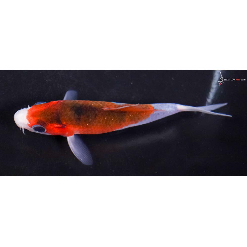 4” Imported Goromo