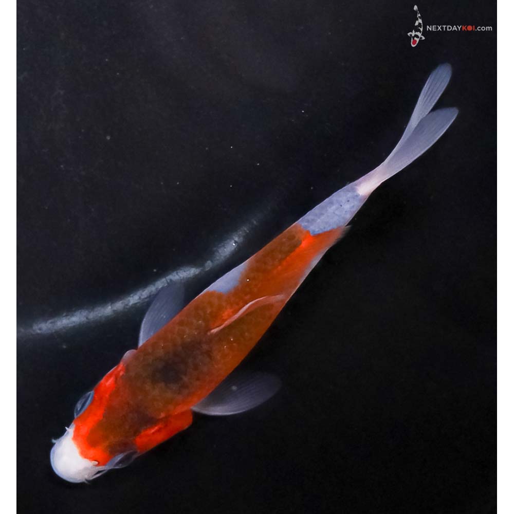 4” Imported Goromo