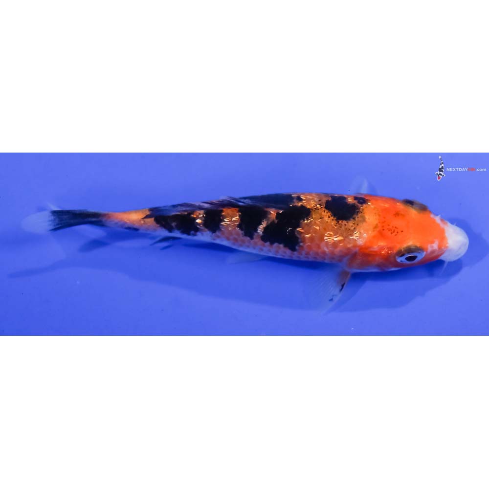 4” Imported Gin Rin Aka Sanke