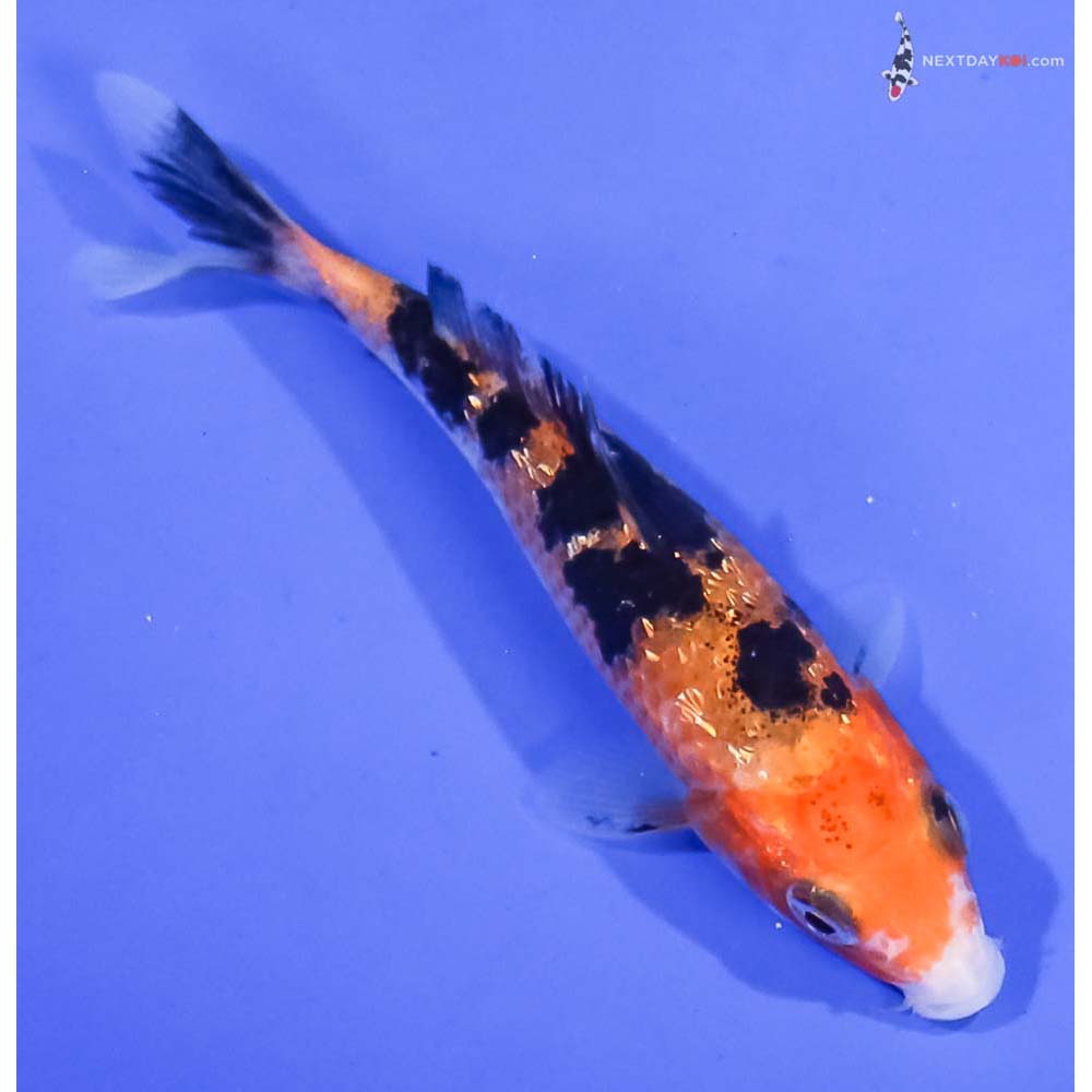 4” Imported Gin Rin Aka Sanke