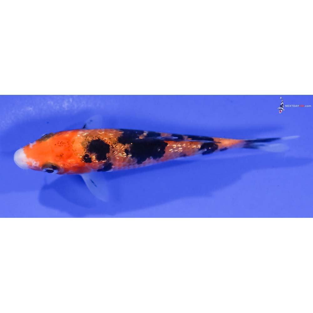 4” Imported Gin Rin Aka Sanke