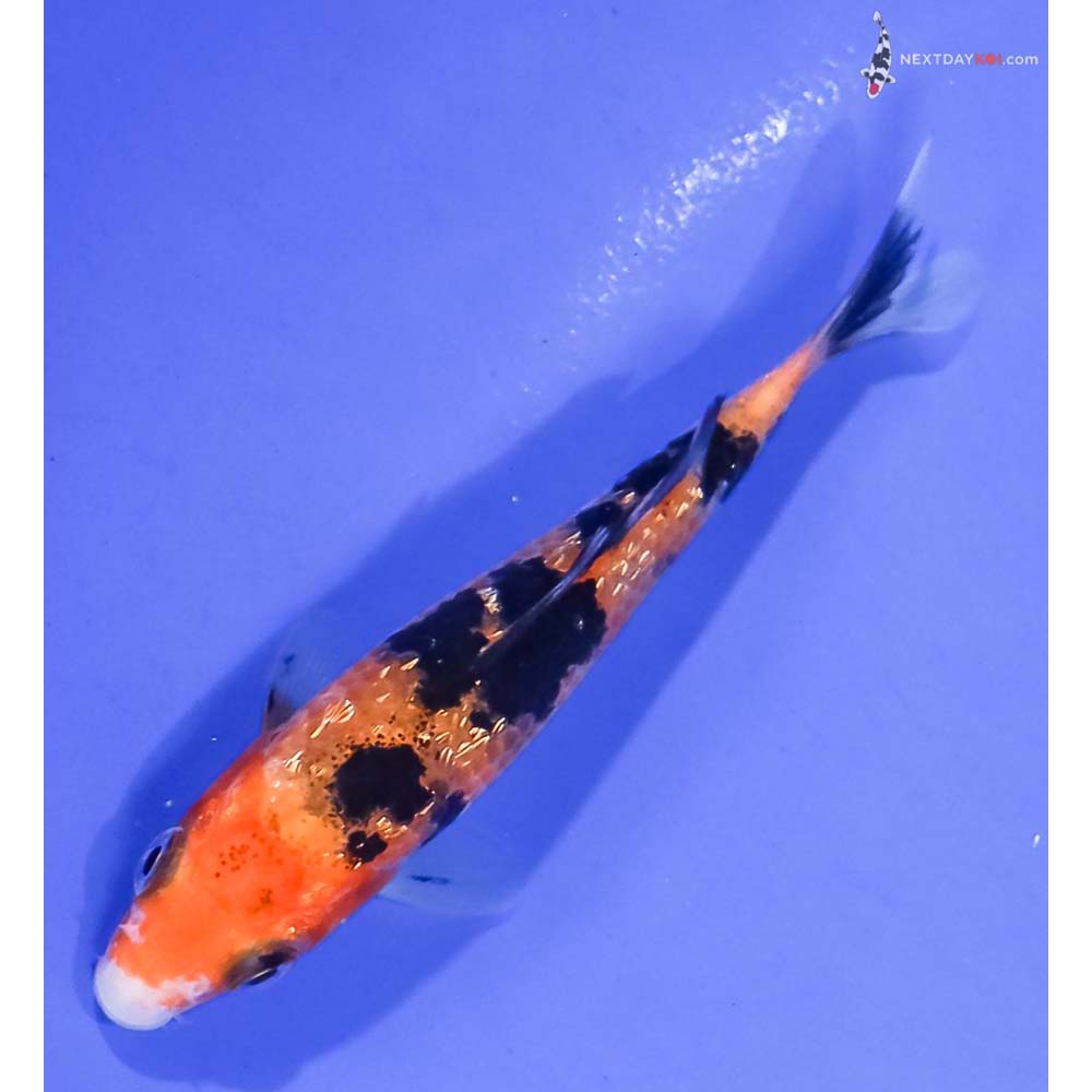 4” Imported Gin Rin Aka Sanke