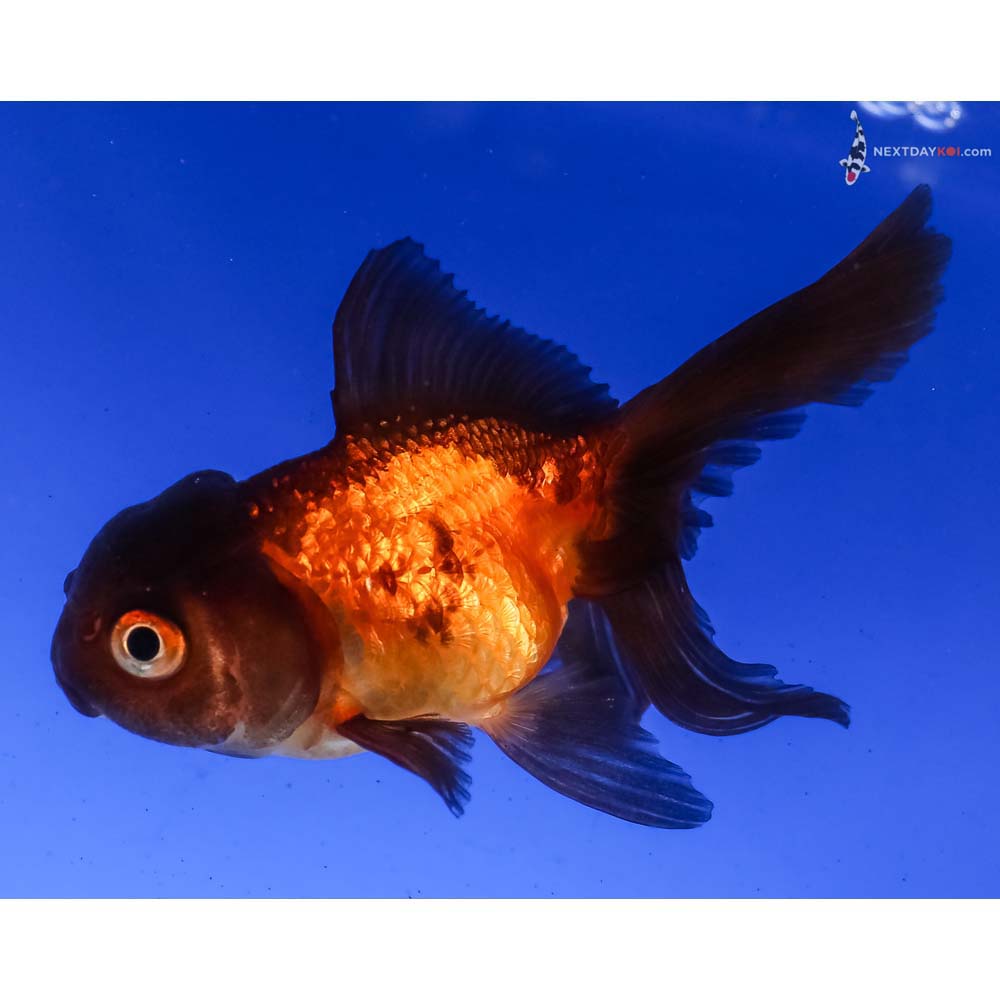 3” Imported Red and Black Oranda