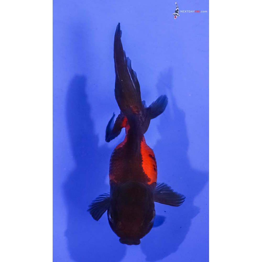 3” Imported Red and Black Oranda