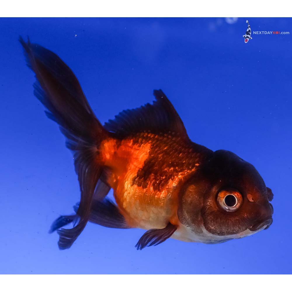 3” Imported Red and Black Oranda