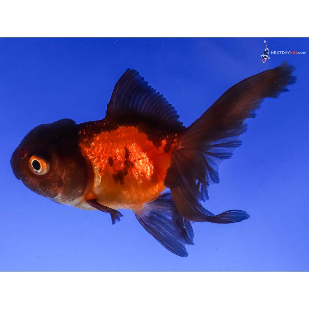 3” Imported Red and Black Oranda