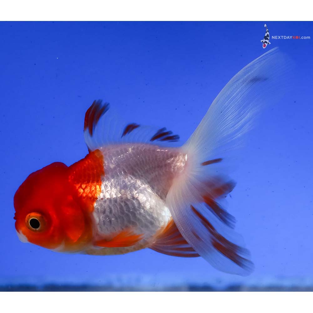 3” Imported Red and White Oranda