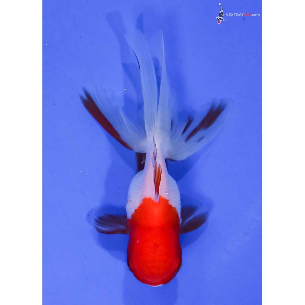 3” Imported Red and White Oranda