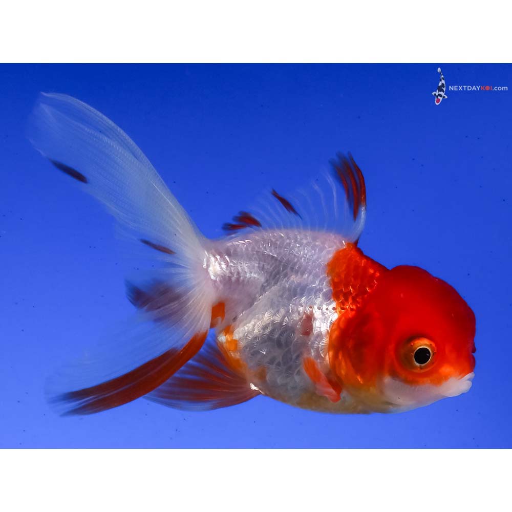 3” Imported Red and White Oranda