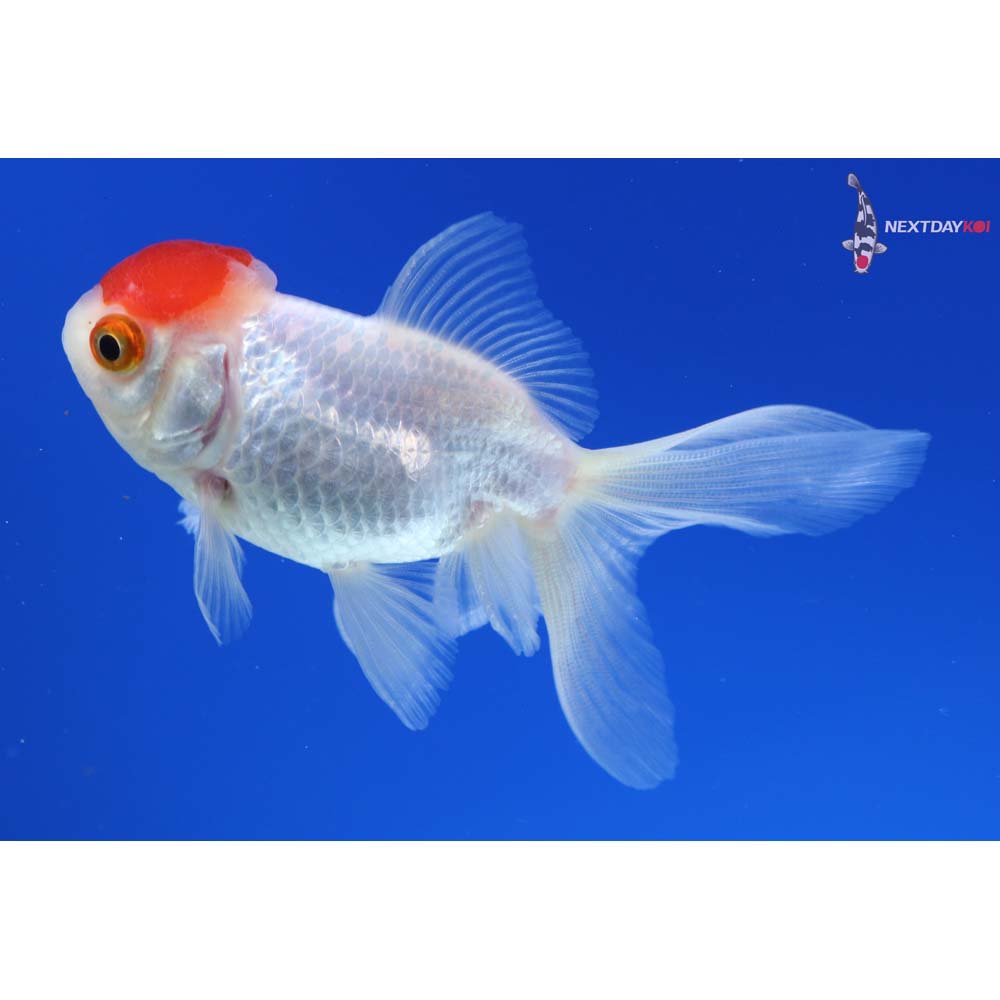 3.5” Imported Redcap Oranda