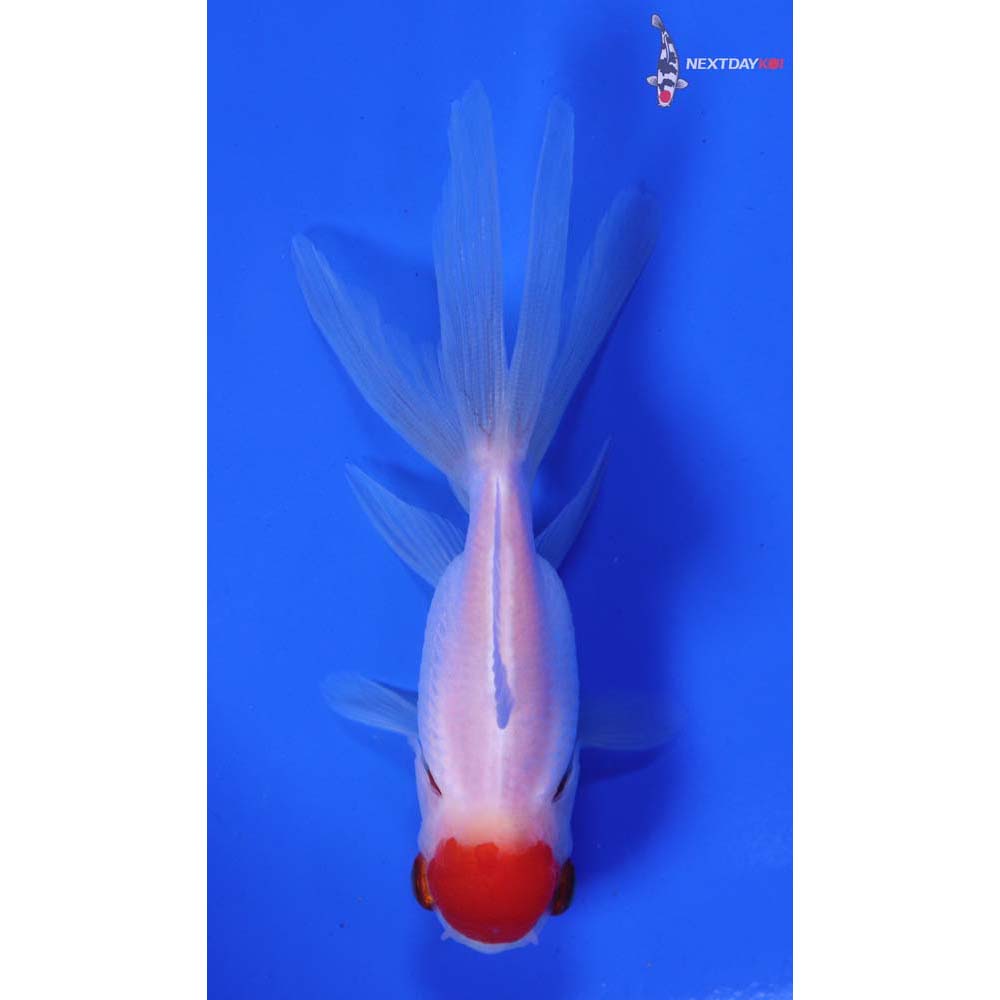 3.5” Imported Redcap Oranda