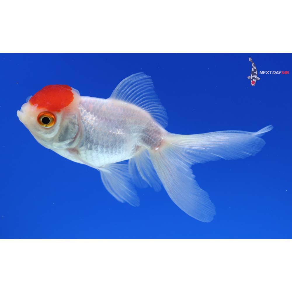 3.5” Imported Redcap Oranda