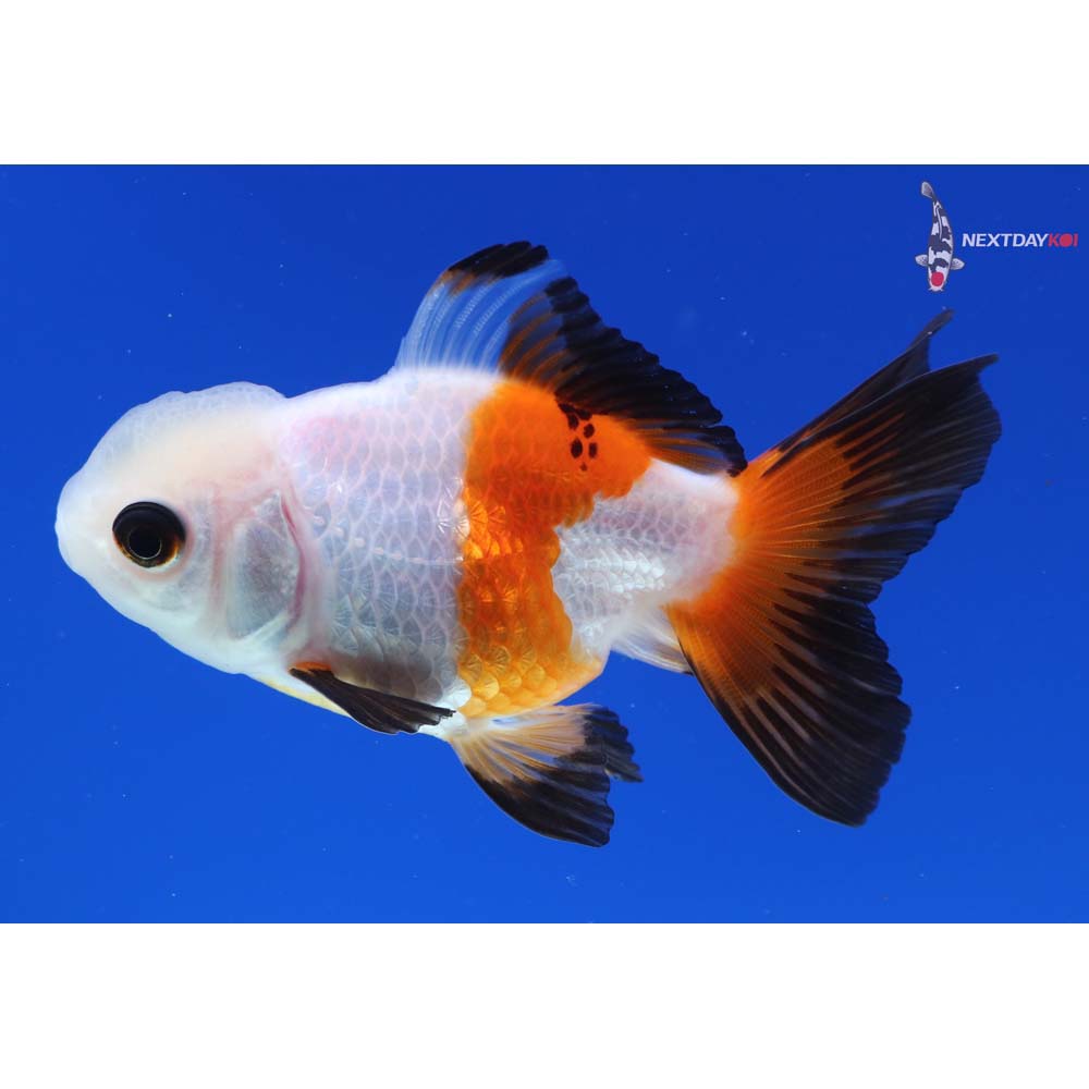 3.5” Imported Tri Color Oranda