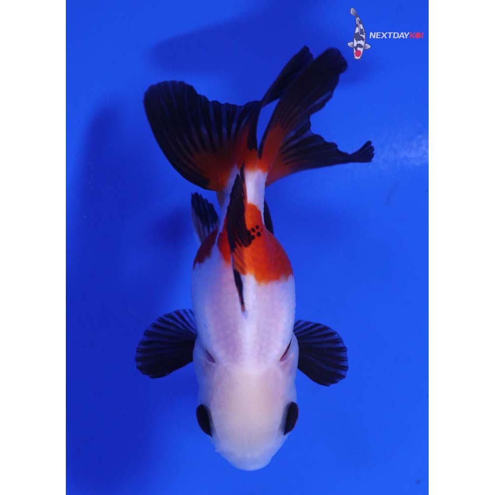 3.5” Imported Tri Color Oranda