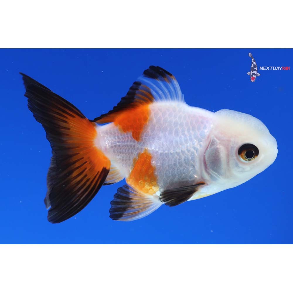3.5” Imported Tri Color Oranda