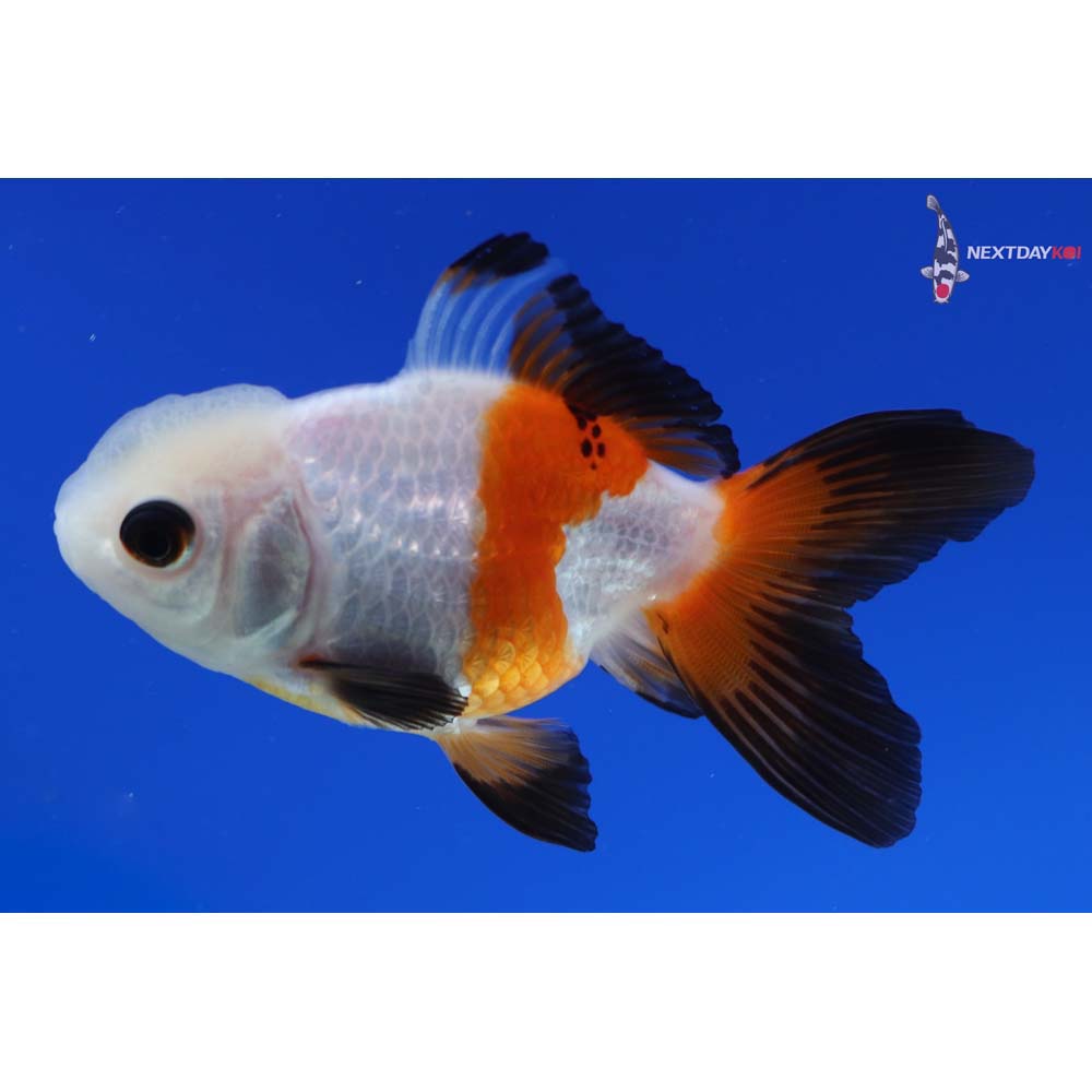 3.5” Imported Tri Color Oranda