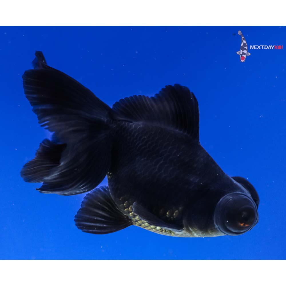 3.5” Imported Black Telescope Fantail