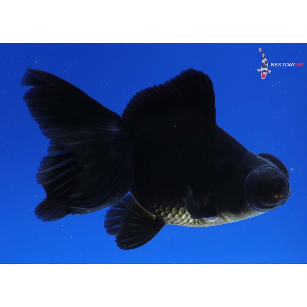 3.5” Imported Black Telescope Fantail