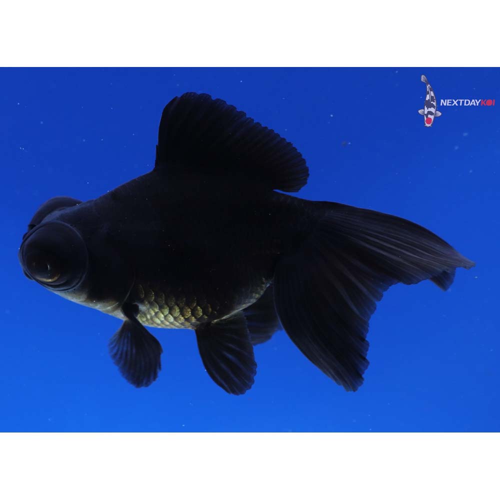 3.5” Imported Black Telescope Fantail