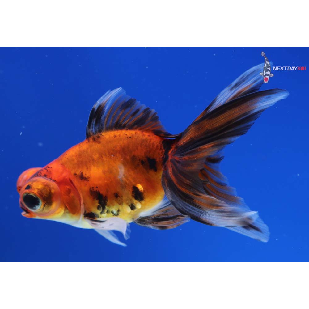 3.5” Imported Calico Telescope Fantail