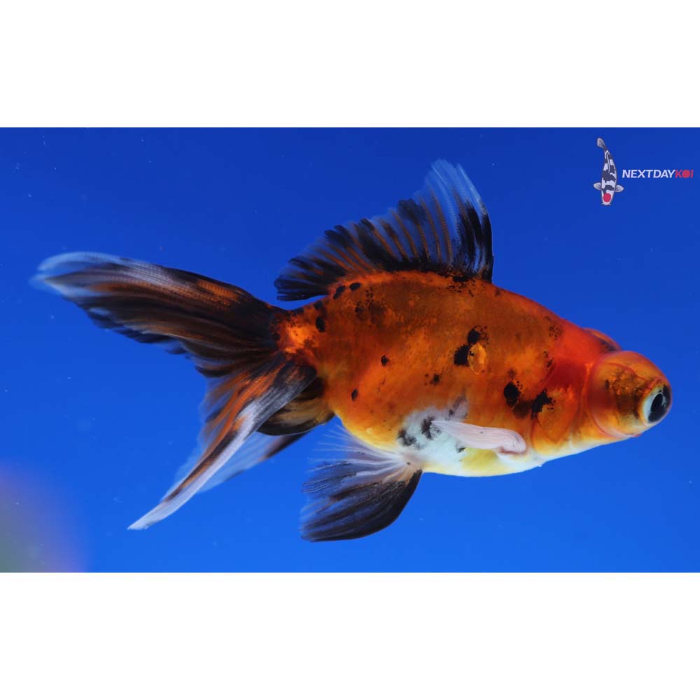 3.5” Imported Calico Telescope Fantail