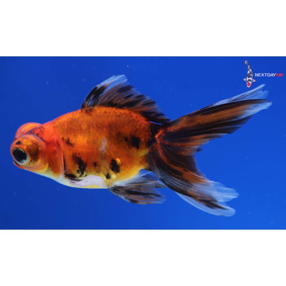 3.5” Imported Calico Telescope Fantail