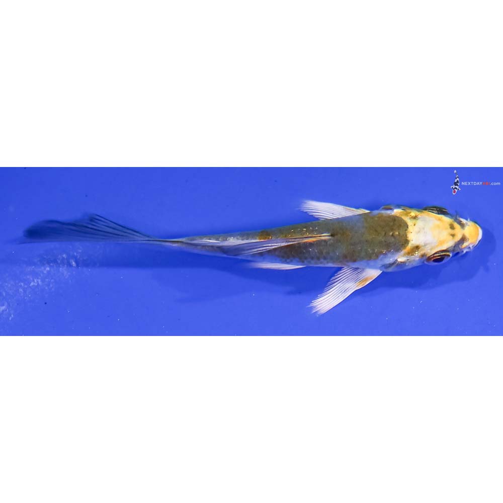 3” Imported Kujaku Butterfly Koi