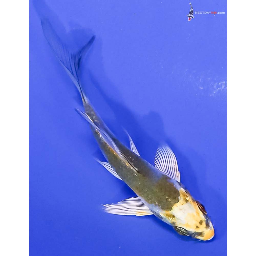3” Imported Kujaku Butterfly Koi
