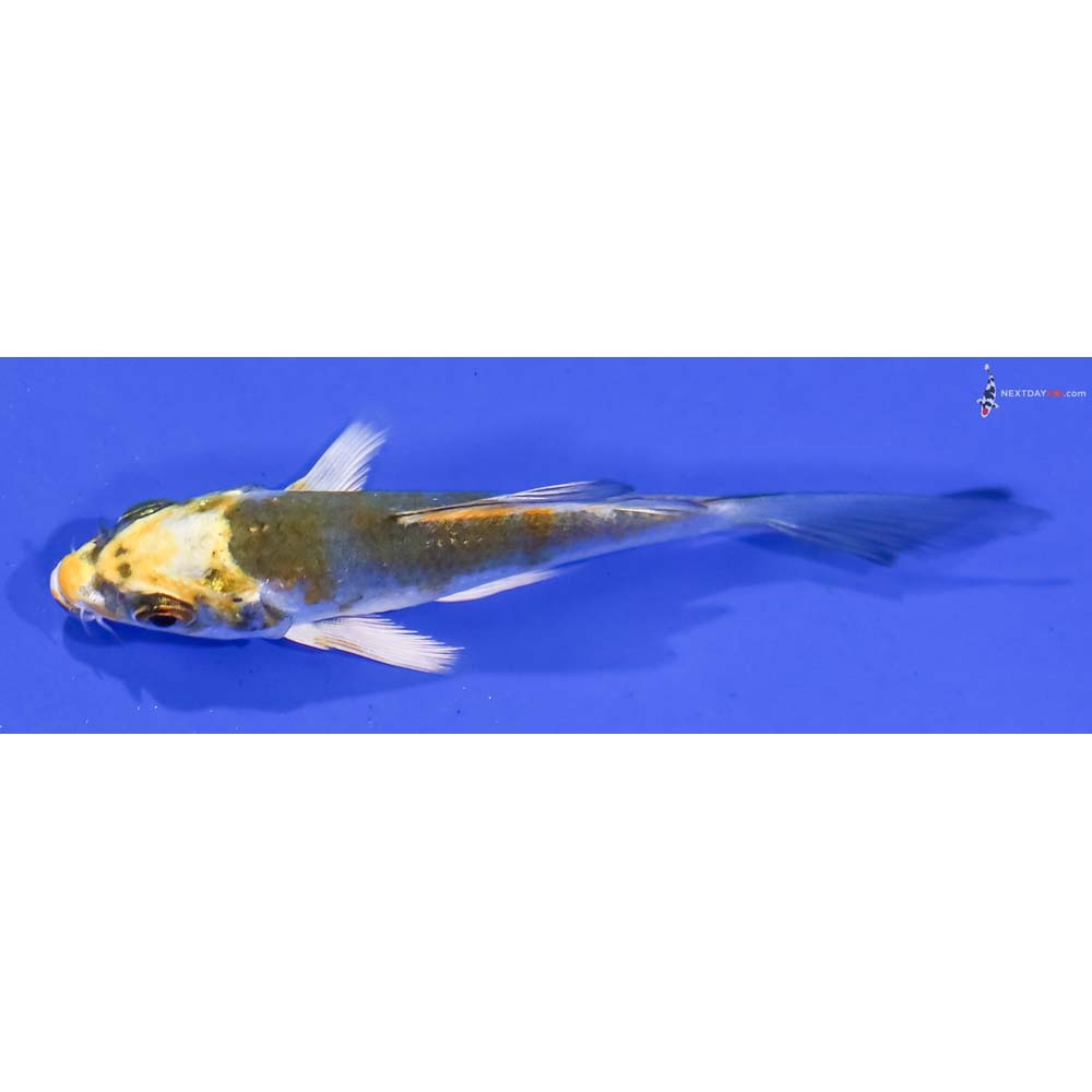 3” Imported Kujaku Butterfly Koi