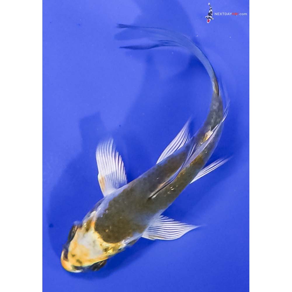 3” Imported Kujaku Butterfly Koi