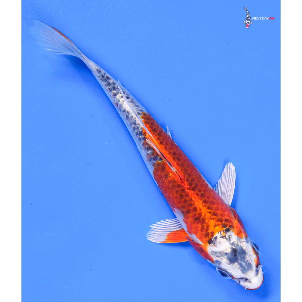 7” Imported Kujaku